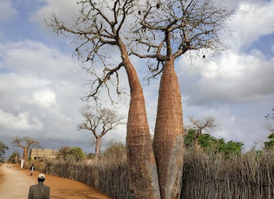 madagascar/ifaty/landmark/reserve-reniala