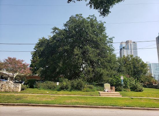 texas/austin/landmark/treaty-oak