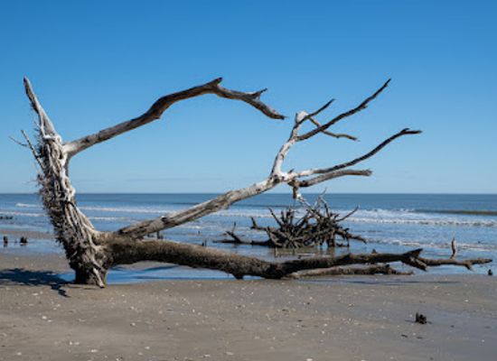 south-carolina/edisto-island/landmark/driftwood-beach