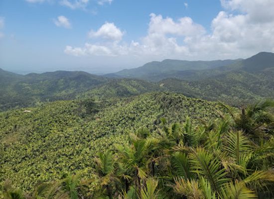 puerto-rico/caribbean-national-forest/landmark/vereda-angelito