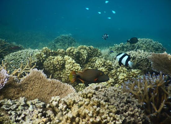 samoa/gaga-ifomauga/landmark/palolo-deep-marine-reserve