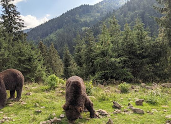 ukraine/synevyr-national-park/landmark/rehabilitation-center-of-brown-bears