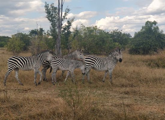 zambia/luangwa-valley/landmark/south-luangwa-national-park