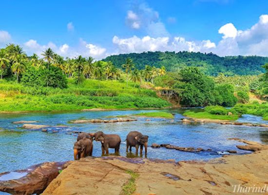 sri-lanka/wet-zone/landmark/pinnawala-elephant-orphanage