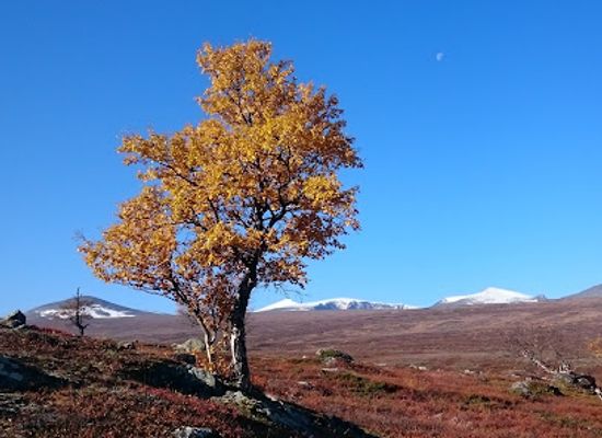 norway/jotunheimen-national-park/landmark/veostien