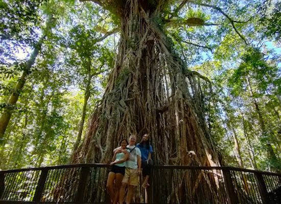 australia/far-north-queensland/landmark/cathedral-fig-tree