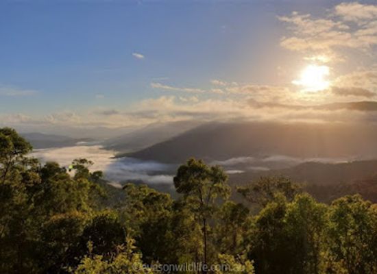 australia/atherton-tablelands/landmark/eyes-on-wildlife-birding-wildlife-tours-atherton-australia