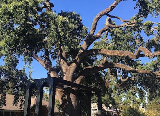 california/east-bay/landmark/danville-oak-tree