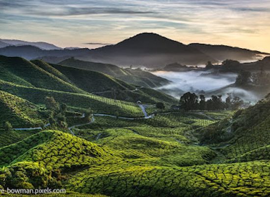 malaysia/pahang/landmark/boh-tea-plantation