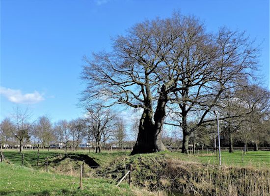 netherlands/gelderland/landmark/oudste-eik-van-nederland