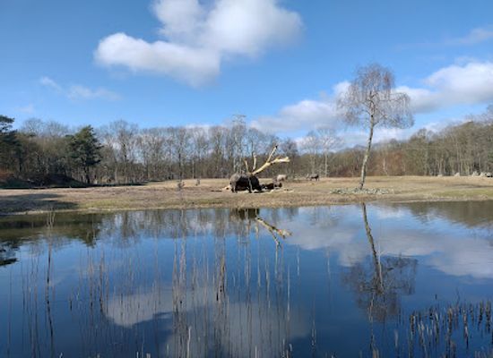netherlands/arnhem/landmark/burgers-safari