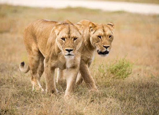 australia/yorke-peninsula/landmark/monarto-safari-park