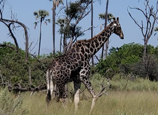 botswana/moremi-game-reserve/landmark/qorokwe-camp