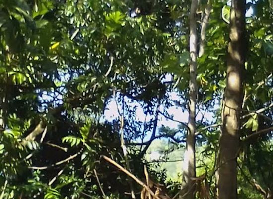 jamaica/port-antonio/landmark/harris-valley