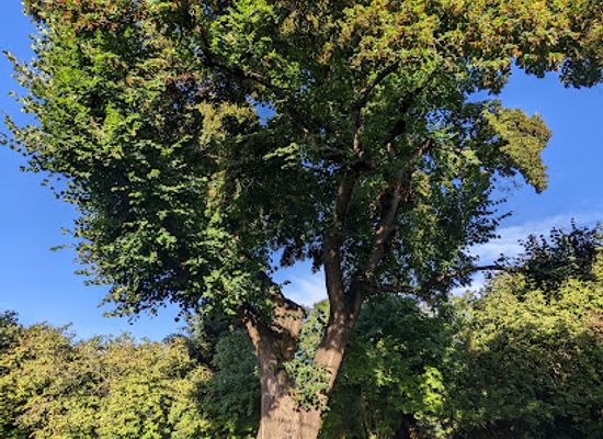 hungary/budapest/landmark/oldest-tree-in-budapest
