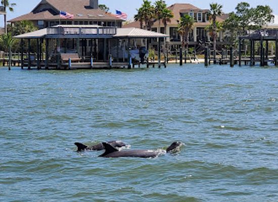 alabama/orange-beach/landmark/dolphin-cruise-aboard-dolphin-tales