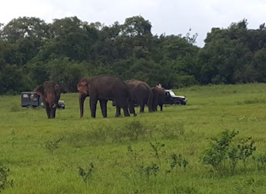 sri-lanka/dry-zone/landmark/habarana-jungle-creepers-safari