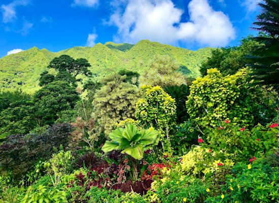 saint-vincent-and-the-grenadines/canouan/landmark/montreal-gardens