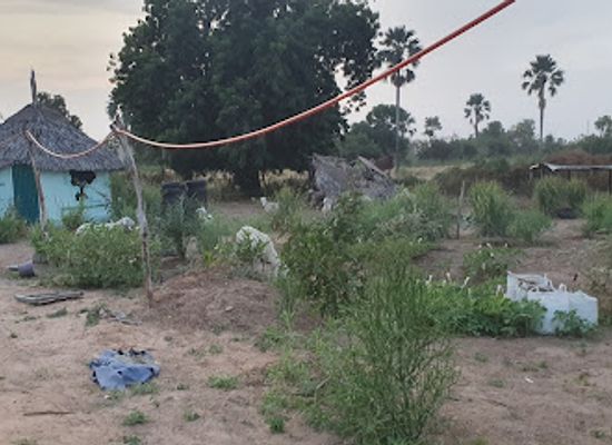 the-gambia/jarra-central/landmark/reforest-the-future-gambia