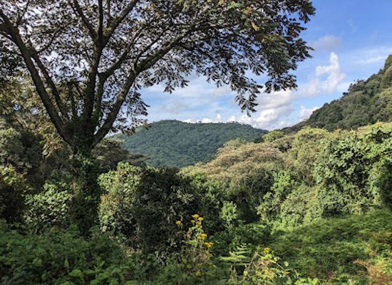 rwanda/nyungwe-forest-national-park/landmark/nyungwe-national-park