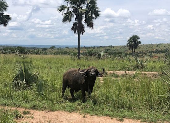 uganda/gulu/landmark/lettuce-tours-and-travel-uganda
