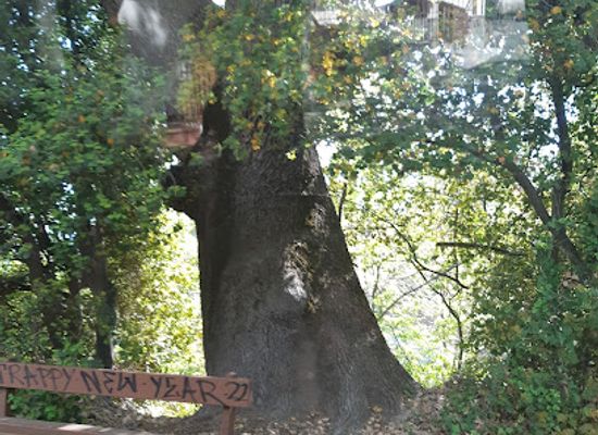cyprus/troodos/landmark/200-years-old-oak-tree