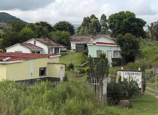 eswatini/mbabane/landmark/african-violet