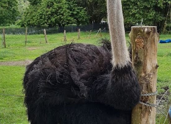 malaysia/negeri-sembilan/landmark/jelita-ostrich-farm