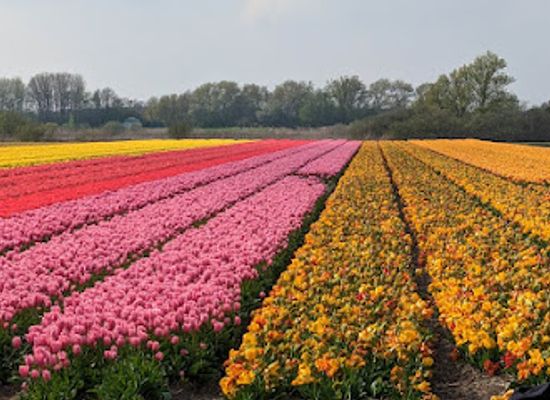netherlands/bollenstreek/landmark/flower-field