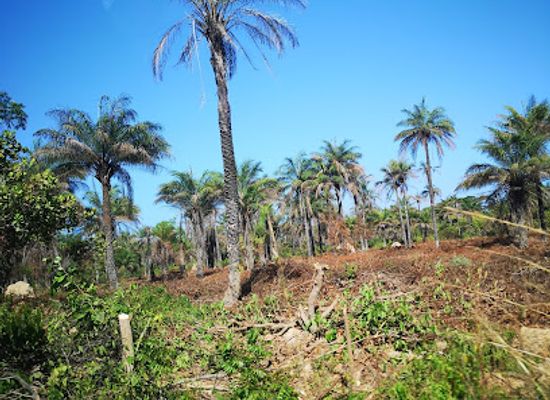senegal/casamance/landmark/parc-national-de-basse-casamance