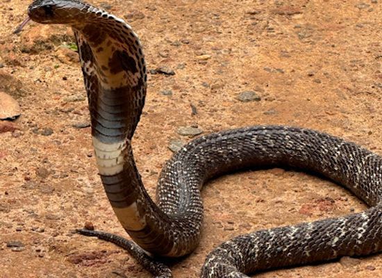 sri-lanka/ruhuna/landmark/snake-farm-weligama-traditional-farm