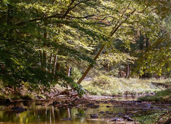 pennsylvania/allegheny-national-forest/landmark/cook-forest-state-park-office