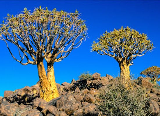 namibia/keetmanshoop/landmark/quiver-tree-forest