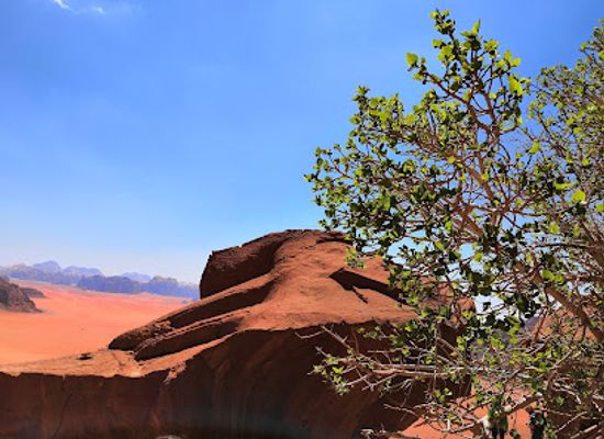 jordan/ajloun-forest-reserve/landmark/wadi-rum-protected-area