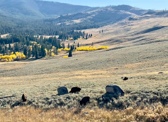 montana/yellowstone-national-park/landmark/inspiration-point