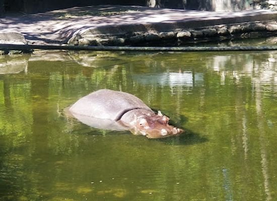 florida/homosassa-springs-wildlife-state-park/landmark/homosassa-springs