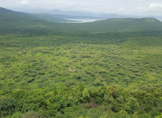 ethiopia/arbaminch/landmark/nech-sar-national-park