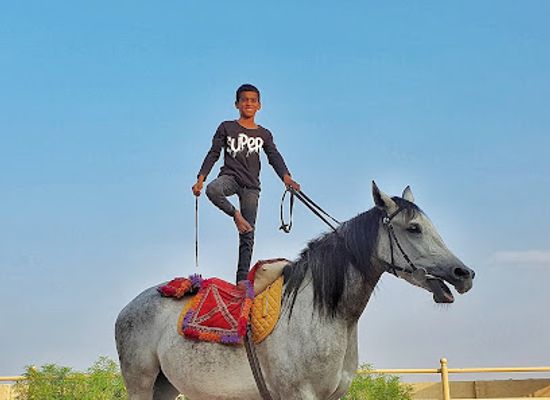 oman/sur/landmark/arabian-horse-breeding-stable