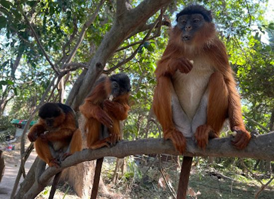 the-gambia/kombo-north/landmark/monkey-forest