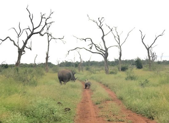 eswatini/mlilwane-wildlife-sanctuary/landmark/hlane-royal-national-park