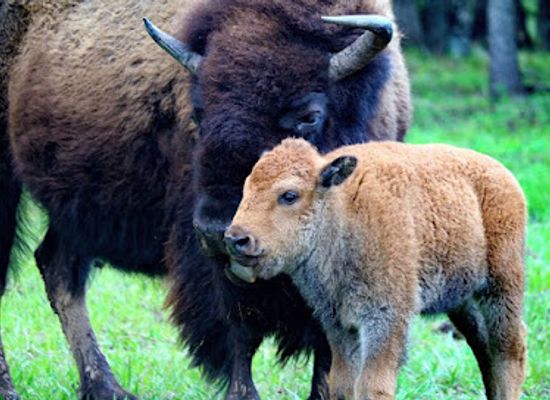 oklahoma/tulsa-metropolitan-area/landmark/woolaroc-museum-wildlife-preserve