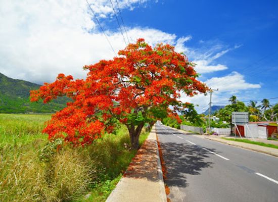 mauritius/plaines-wilhems/landmark/creative-informatics-ltd