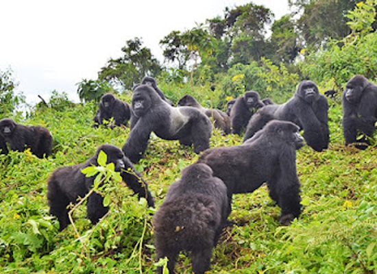 rwanda/gitarama/landmark/rwanda-adventure-guide