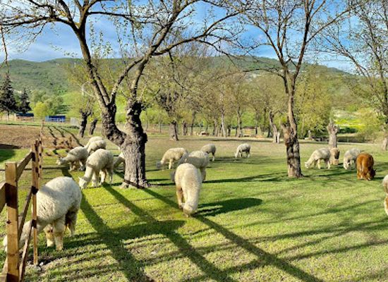 azerbaijan/shamakhi/landmark/alpaca-azerbaijan
