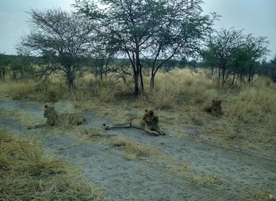 botswana/kalahari-desert/landmark/central-kalahari-game-reserve