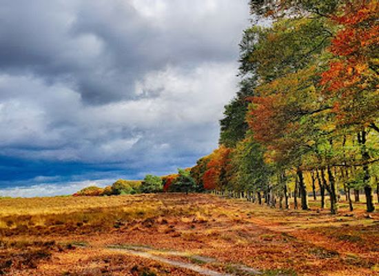 netherlands/veluwe/landmark/planken-wambuis