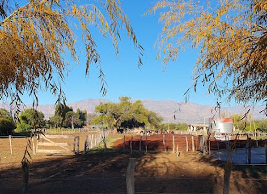 argentina/cafayate/landmark/cafayate-goats-s-a