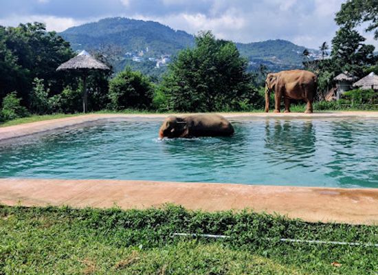 thailand/koh-samui/bophut/landmark/samui-elephant-sanctuary-bophut