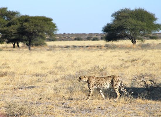 botswana/kgalagadi-transfrontier-park/landmark/central-kalahari-game-reserve