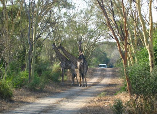 malawi/majete-wildlife-reserve/landmark/lengwe-national-park